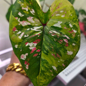 칼라디움 억만장자