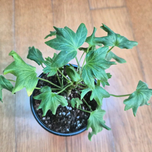 까미유끌로델 제라늄