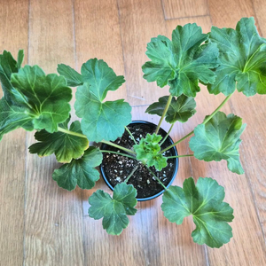 비잔티움 러시아제라늄