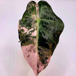 알로카시아 아마조니카 핑크 분양