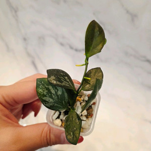 호야 콜리나 파푸아 8번