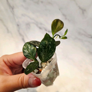 호야 콜리나 파푸아 9번