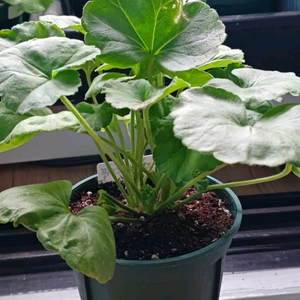 제라늄 파라다이스애플(가격인하)