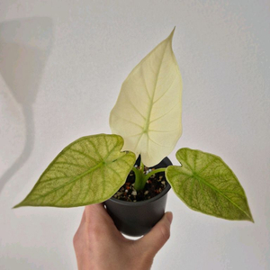 알로카시아 레갈쉴즈 알보 바리에가타