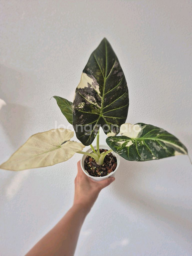 알로카시아 레갈쉴즈 알보 바리에가타--5