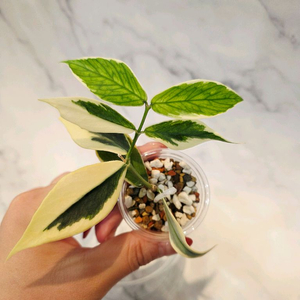 호야 폴리네우라 바리에가타