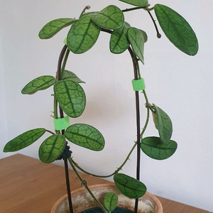 호야 쓰촨엔시스