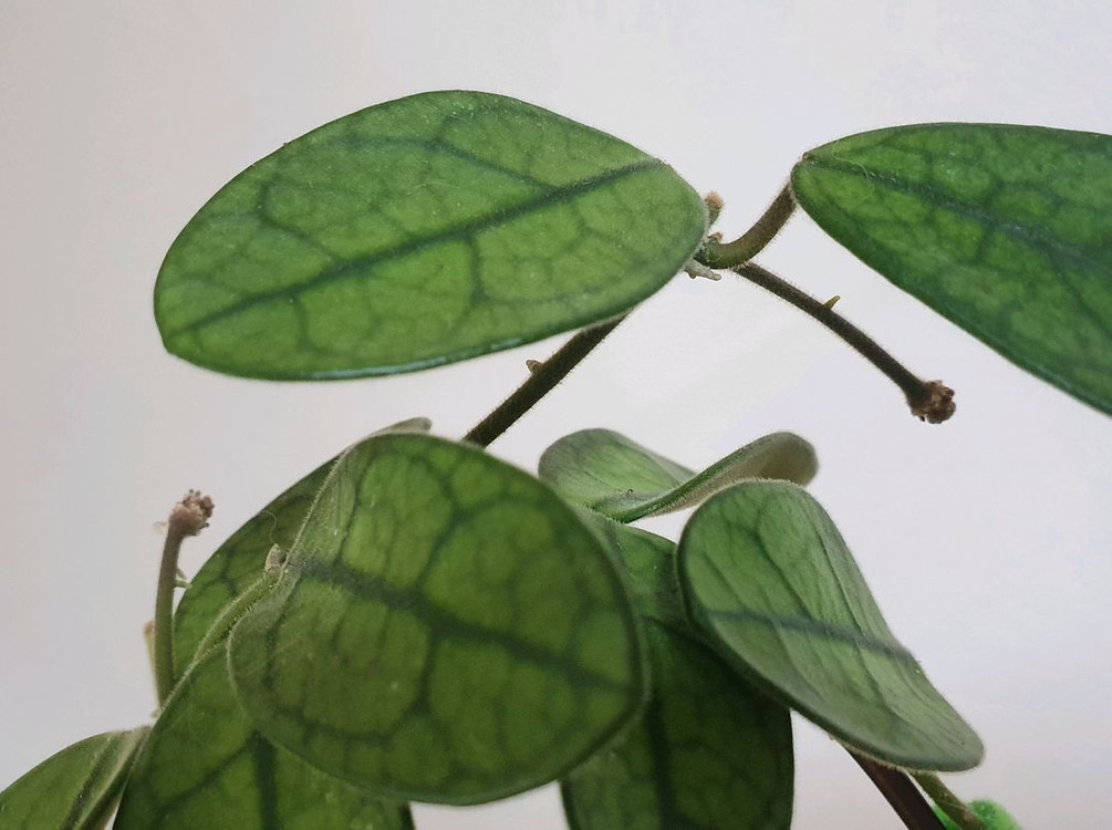 호야 쓰촨엔시스(삽수서비스포함)--1