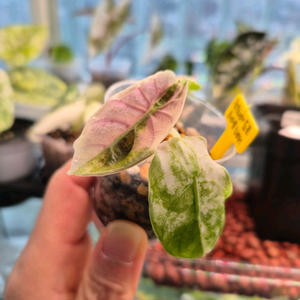 알로카시아 왓소니아 도프 화이트(핑크알보)바리에가타/무천SS급/글로시X