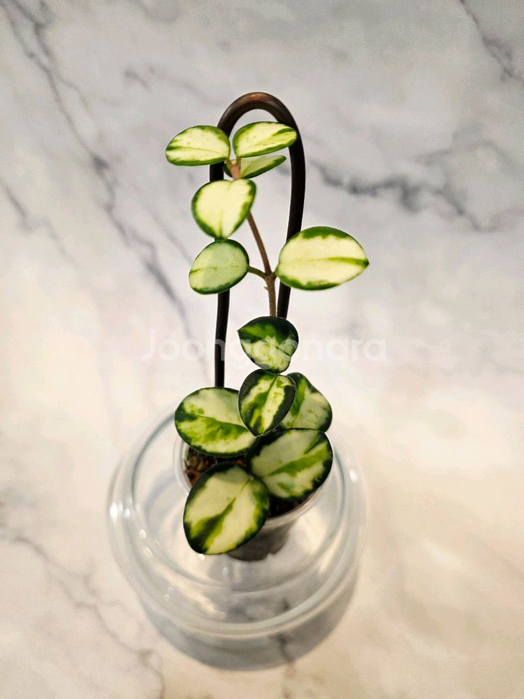 호야 마틸드 바리에가타--0