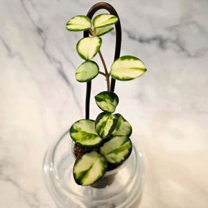 호야 마틸드 바리에가타