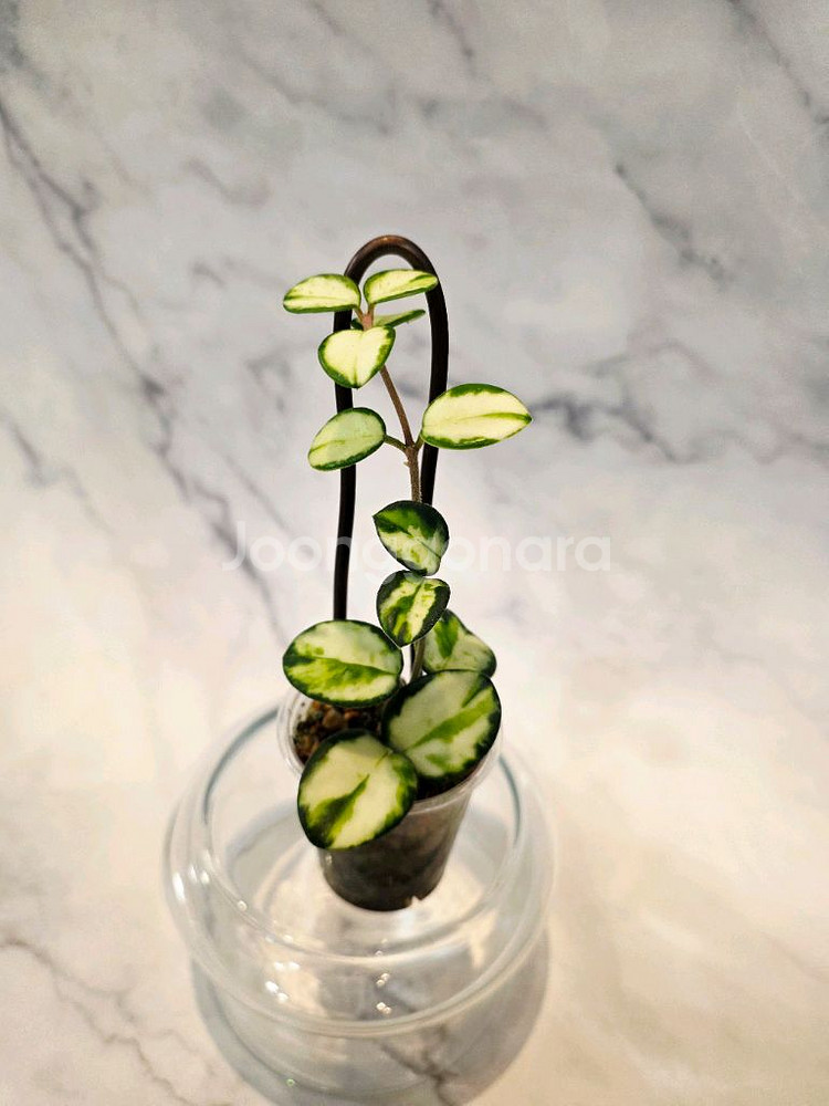 호야 마틸드 바리에가타--1