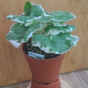 퍼트리실버웨딩 제라늄