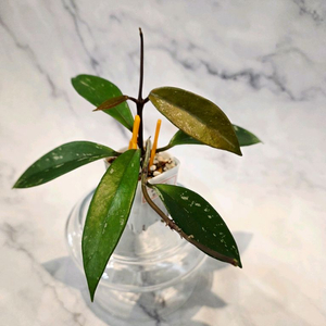 호야 푸비갈릭스 핑크실버