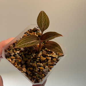 보석란 레드스파이더