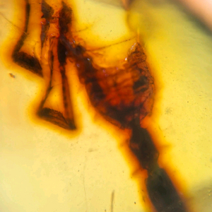 전갈몸통보존 호박화석