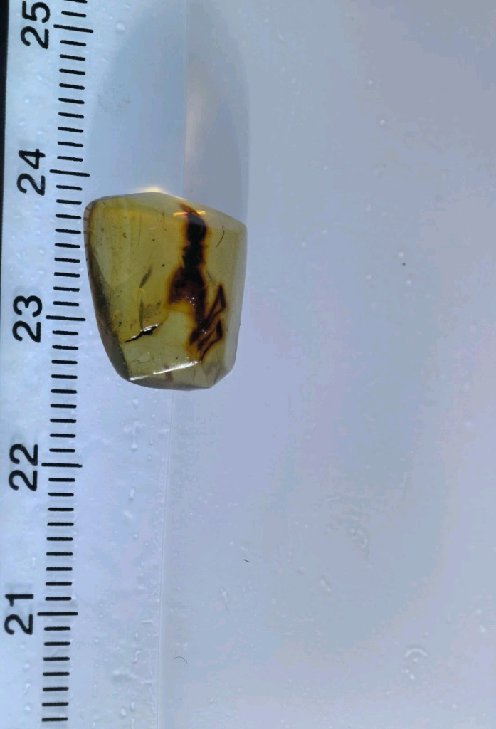 전갈몸통보존 호박화석--1