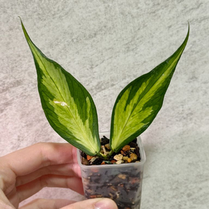 호야 폴리네우라 이너바리에가타