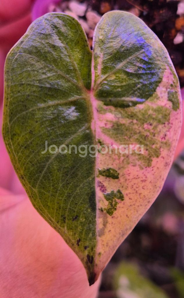 알로카시아 플럼배 니그라 바리에가타--0