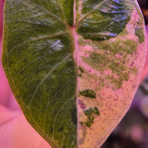 알로카시아 플럼배 니그라 바리에가타