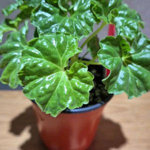 마베카튤판 제라늄