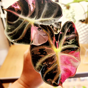 SS급 알로카시아 하트벌룬 핑크 바리에가타 분양