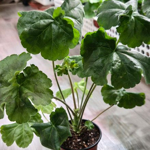 제라늄. 카스피해의포옹