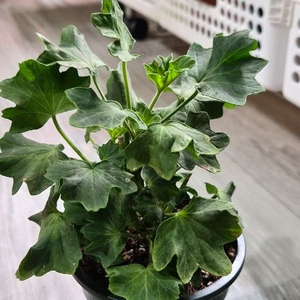 제라늄. 온시티오브스타