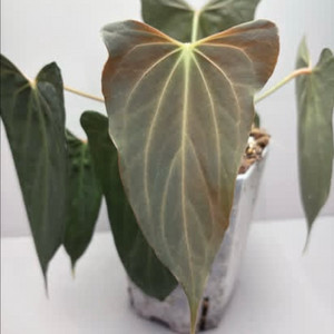 안스리움 rl x fs (2촉)