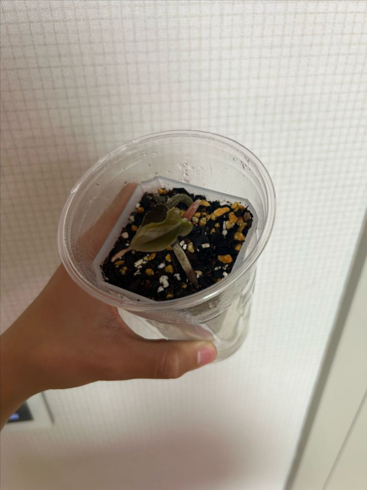 안스리움 rl x fs (2촉)--1