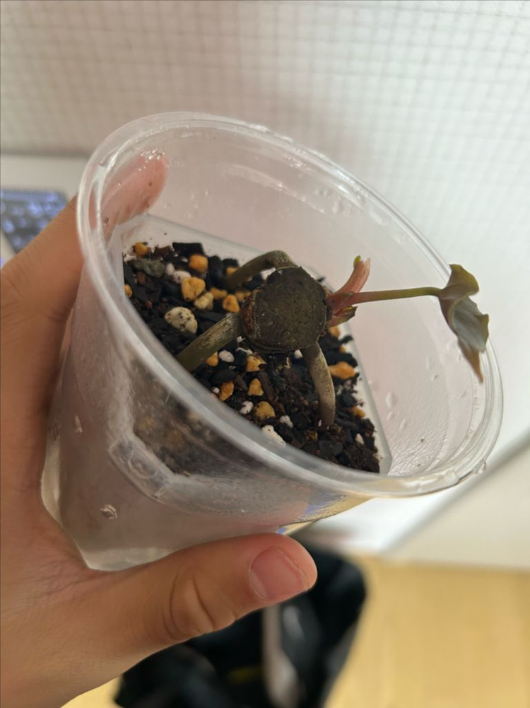 안스리움 rl x fs (2촉)--2