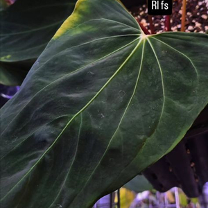 안스리움 rl x fs (2촉) 2