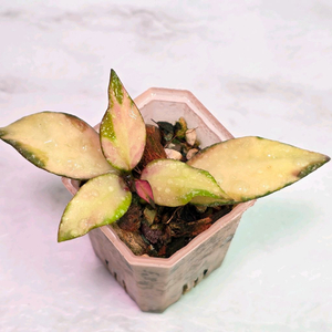 호야 나바와엔시스 바리에가타 (알로x안스x)