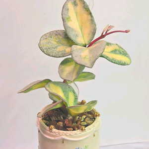 호야 아르젠티아 프린세스 (알로x안스x)