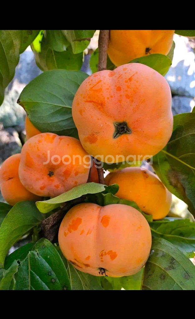 아주귀한서리단감 입니다 41~50과 10키로(1박스)--0