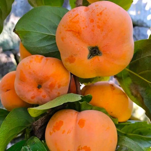 아주귀한서리단감 입니다 41~50과 10키로(1박스)