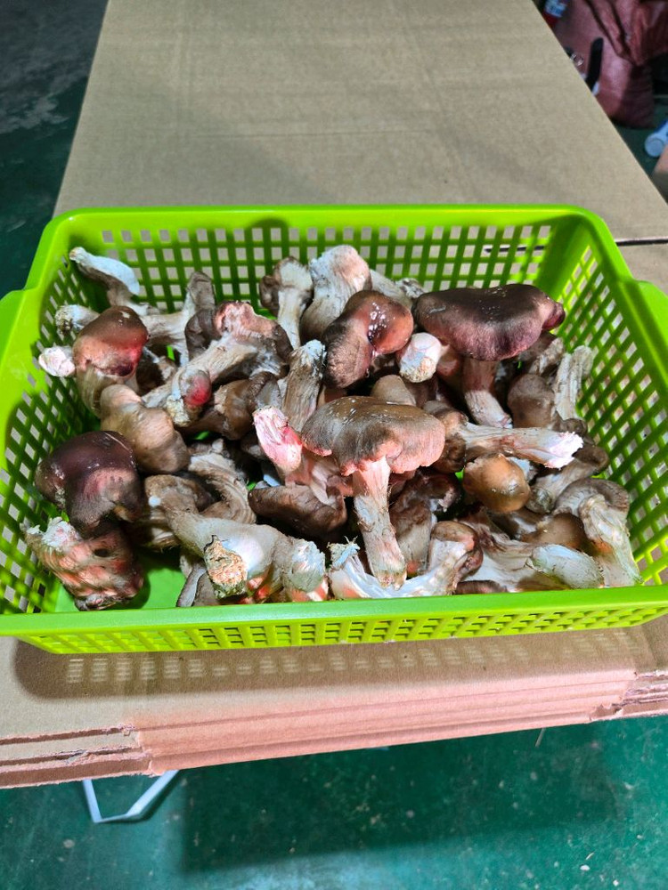 참송이버섯 이미지