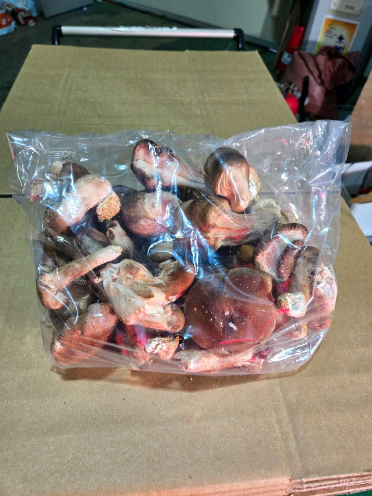 참송이버섯 이미지