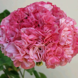 러시아제라늄 대품 3종