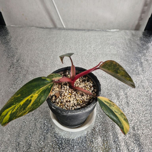 필로덴드론 스트로베리 쉐이크