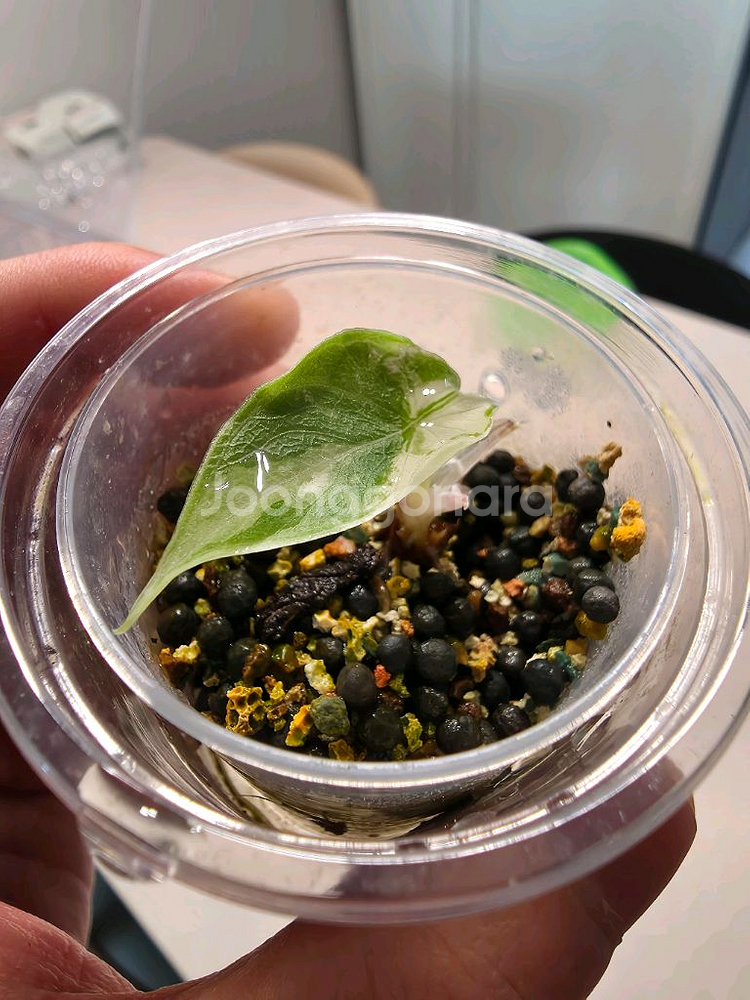 알로카시아 멜로 알보 화이트 자구묘--0