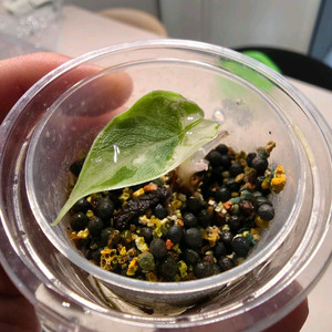 알로카시아 멜로 알보 화이트 자구묘