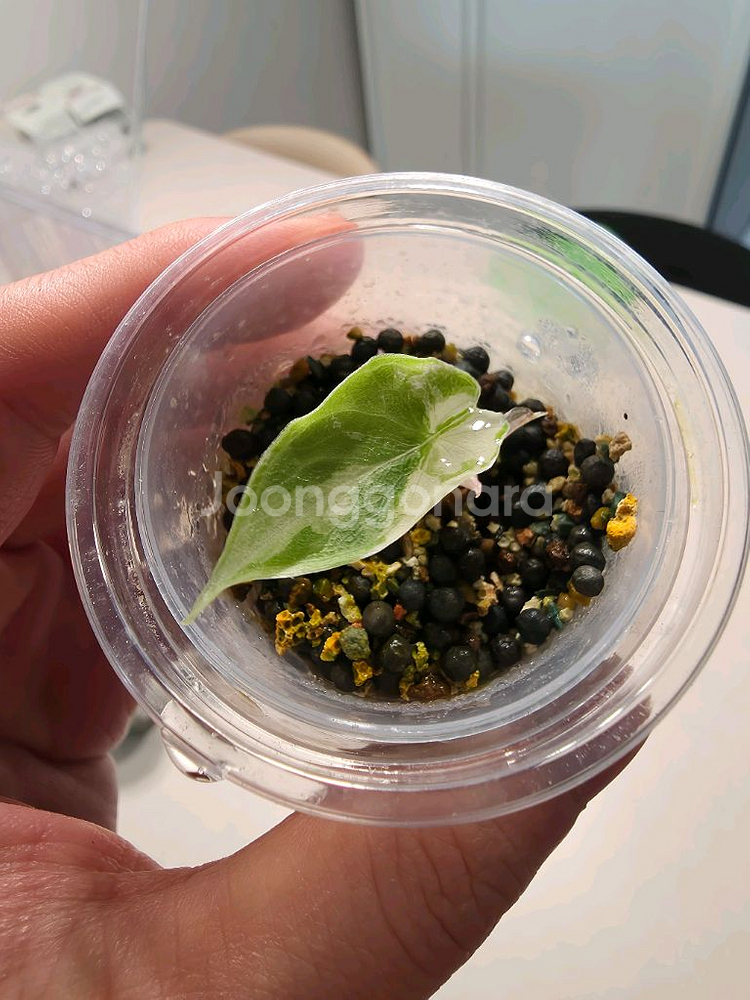 알로카시아 멜로 알보 화이트 자구묘--1