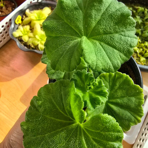 엘부르스 제라늄