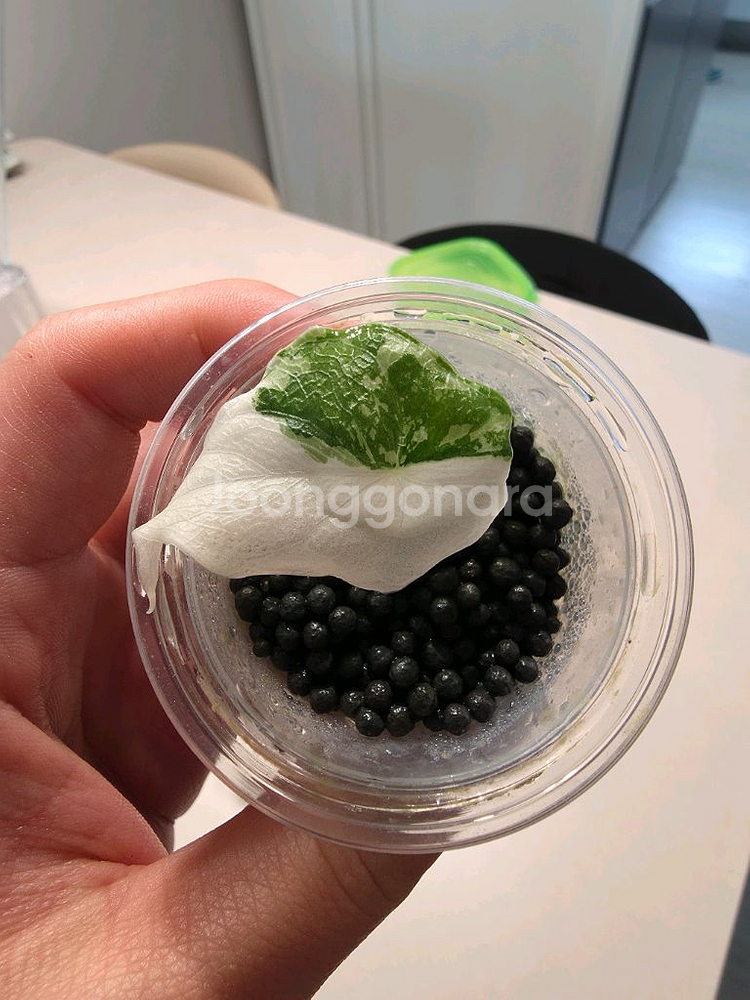 알로카시아 멜로 알보 화이트 자구묘--0