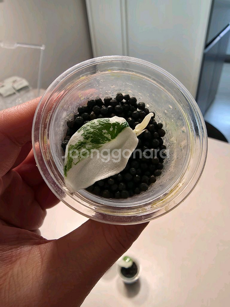 알로카시아 멜로 알보 화이트 자구묘--0