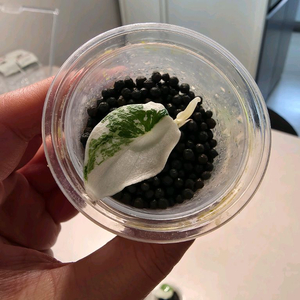 알로카시아 멜로 알보 화이트 자구묘