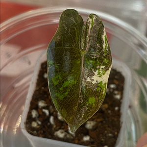 알로카시아 푸세이도 핑크바리에가타(안스,호야x)