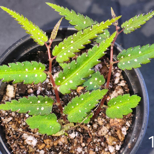 베고니아 프테리디포미스