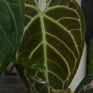 안스리움 리갈레 원종